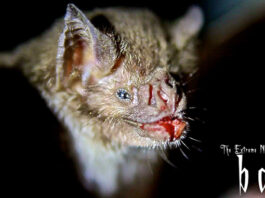 The Extreme Nature of Bats: A Passmore Studios Documentary
