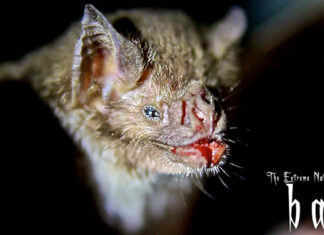 The Extreme Nature of Bats: A Passmore Studios Documentary
