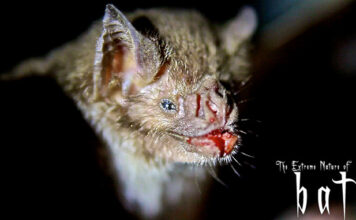 The Extreme Nature of Bats: A Passmore Studios Documentary