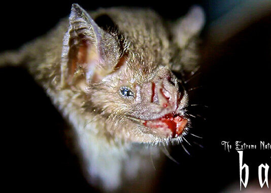 The Extreme Nature of Bats: A Passmore Studios Documentary
